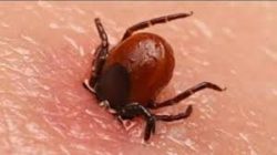 Tiques et maladie de Lyme: l’essentiel en 1 minute